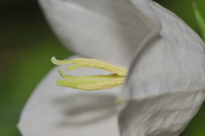 Fagerklokke (Campanula persicifolia)