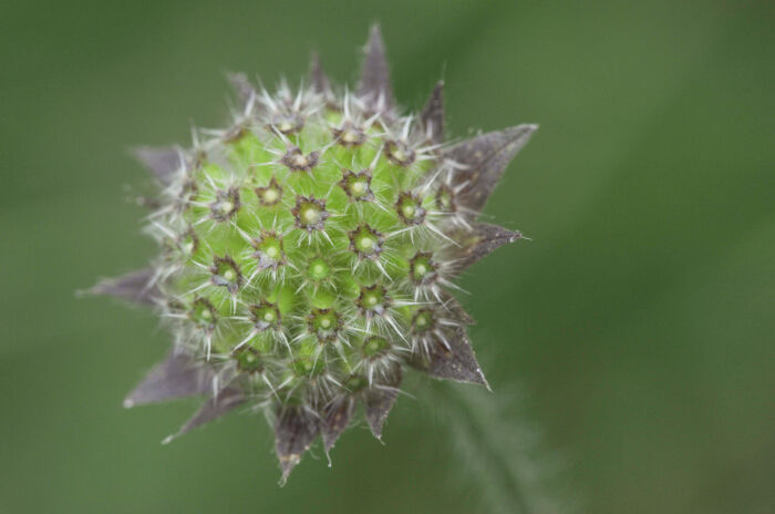 Rødknapp (Knautia arvensis)