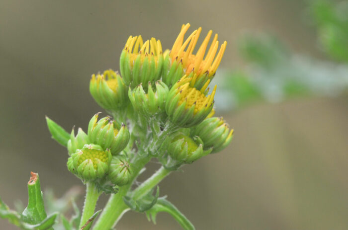 Landøyda (Jacobaea vulgaris)