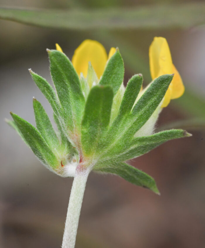 Rundskolm (Anthyllis vulneraria)