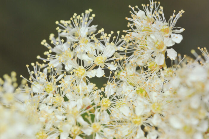 Mjødurt (Filipendula ulmaria)