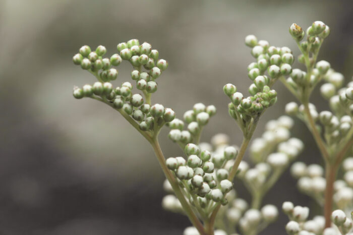 Mjødurt (Filipendula ulmaria)