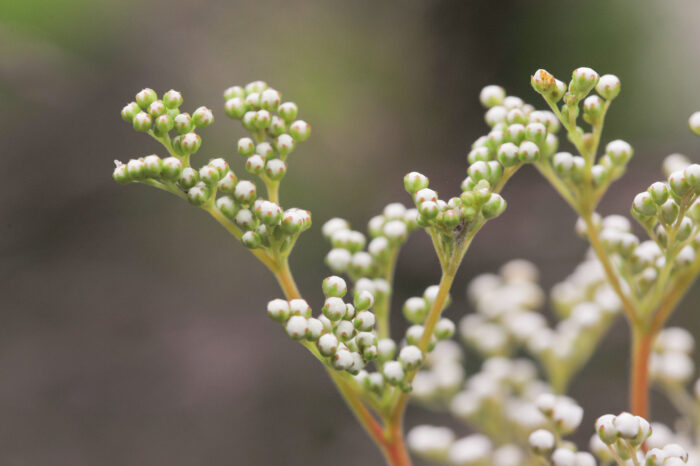 Mjødurt (Filipendula ulmaria)