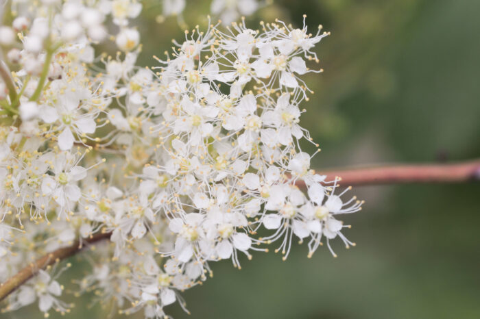 Mjødurt (Filipendula ulmaria)