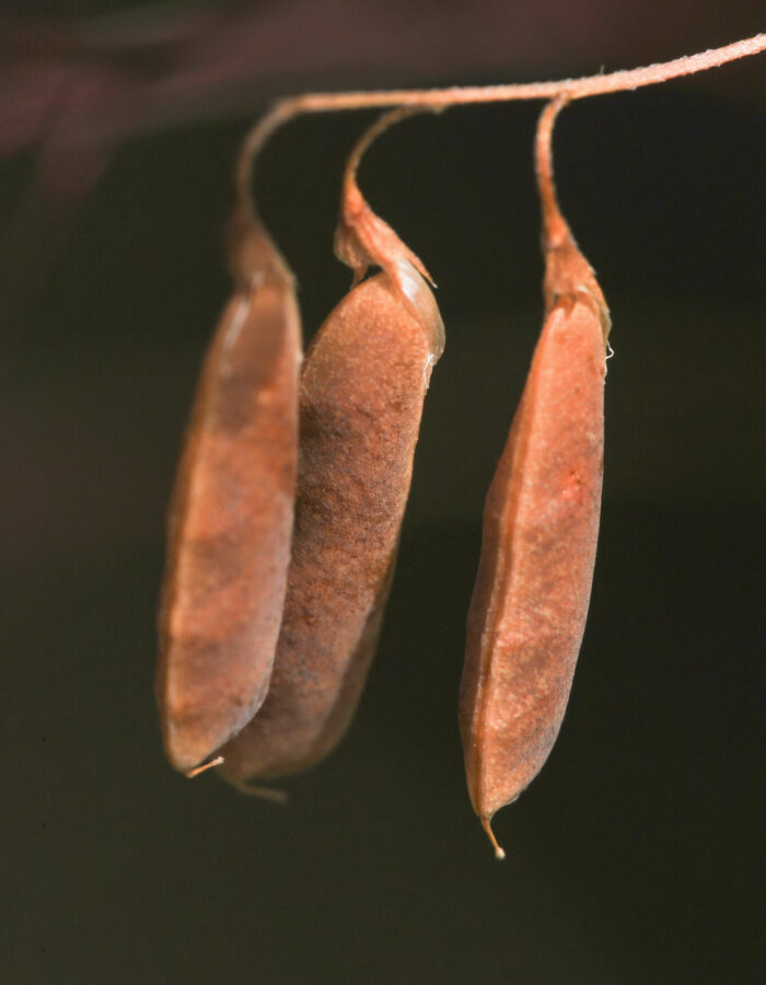 Firfrøvikke (Vicia tetrasperma)