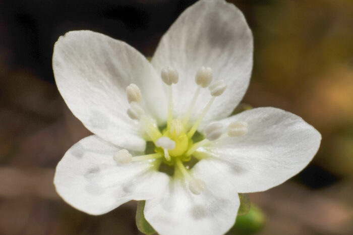 Knoppsmåarve (Sagina nodosa)