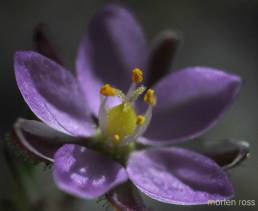 Tunbendel (Spergularia rubra)