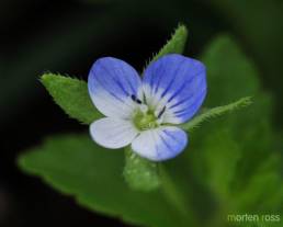 Åkerveronika (Veronica agrestis)