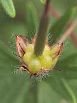 Blodstorkenebb (Geranium sanguineum)