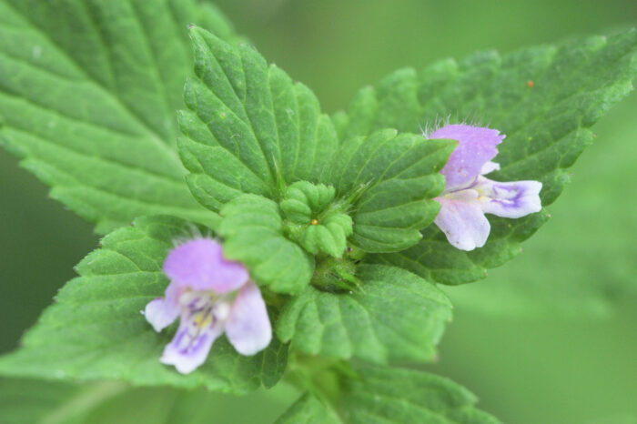 Kvassdå (Galeopsis tetrahi)