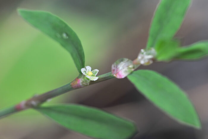 Tungress (Polygonum aviculare)