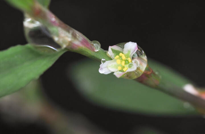 Tungress (Polygonum aviculare)