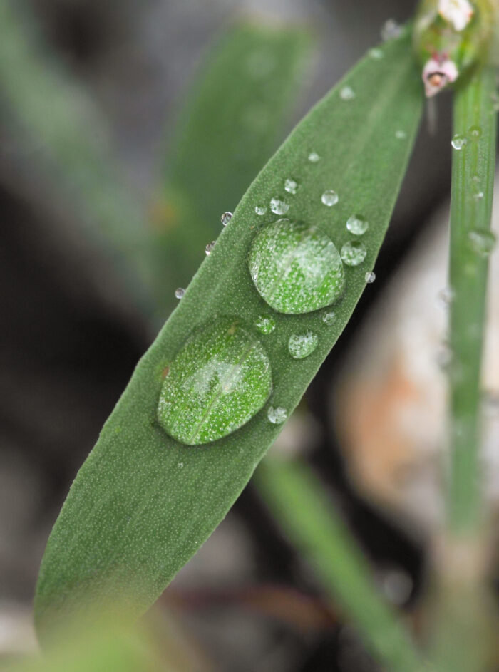 Tungress (Polygonum aviculare)