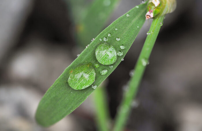 Tungress (Polygonum aviculare)