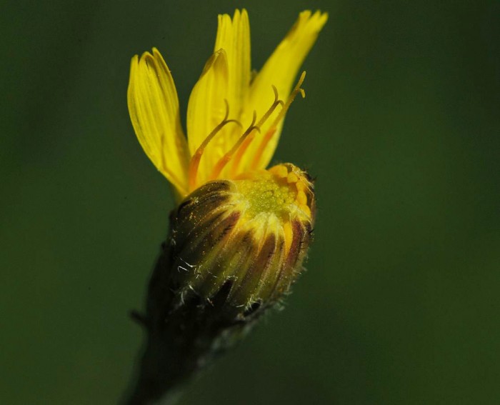 Følblom (Leontodon autumnalis)