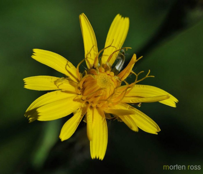 Følblom (Leontodon autumnalis)