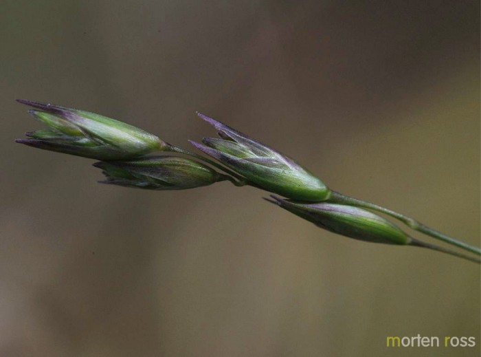 Knegras (Danthonia decumbens)