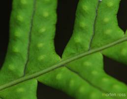 Sisselrot (Polypodium vulgare)