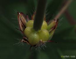 Blodstorkenebb (Geranium sanguineum)