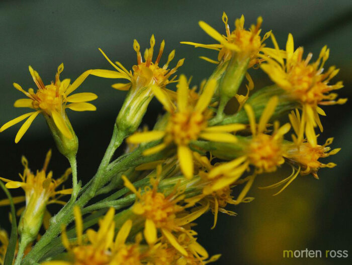 Gullris (Solidago virgaurea)