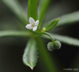 Klengemaure (Galium aparine)