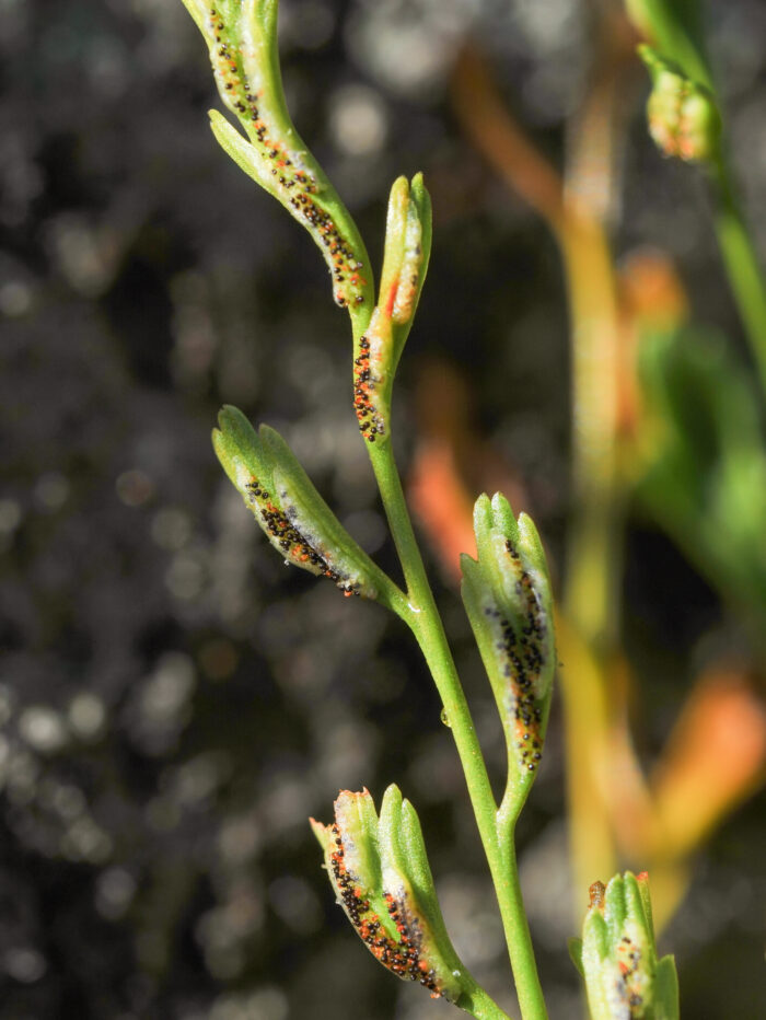 Svartola (Asplenium x alternifolium)