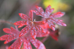 Blodstorkenebb (Geranium sanguineum)