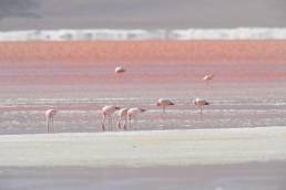 James's Flamingo (Phoenicoparrus jamesi)