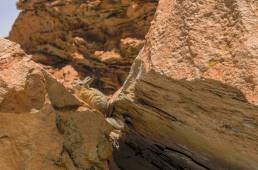 Rock Valley (Valle de las Rocas) & Southern viscacha (Lagidium viscacia)