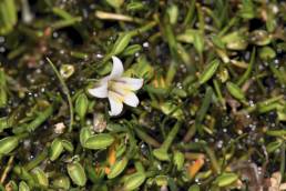 Lobelia oligophylla