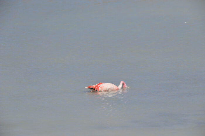 James’s Flamingo (Phoenicoparrus jamesi)