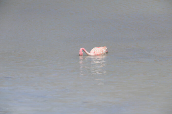 James’s Flamingo (Phoenicoparrus jamesi)