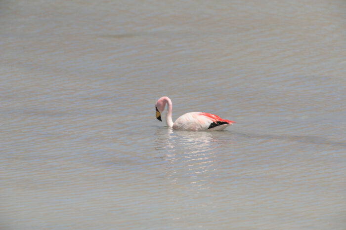 James’s Flamingo (Phoenicoparrus jamesi)