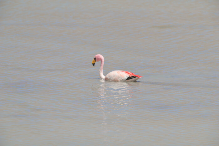 James’s Flamingo (Phoenicoparrus jamesi)