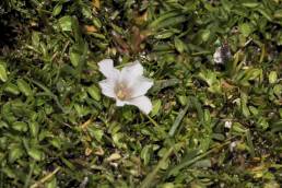 Calandrinia acaulis