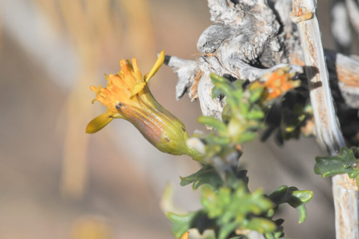 Senecio eriophyton