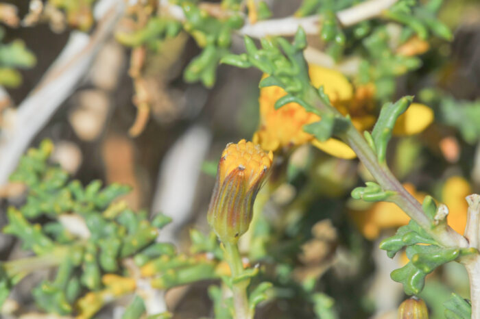 Senecio eriophyton