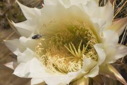 Cardon cactus (Trichocereus atacamensis ssp. pasacana)