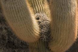 Cactus nest on Isla del Pescado (Fish Island)