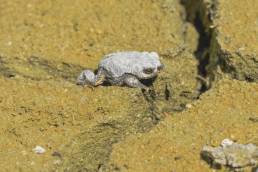 Warty Toad (Rhinella spinulosa)