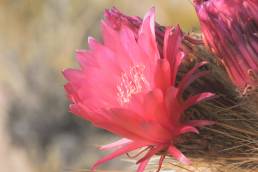 Cardon cactus (Echinopsis tarijensis)