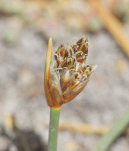 Altiplano plant (Juncaceae)