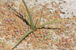 Altiplano plant (Juncaceae)