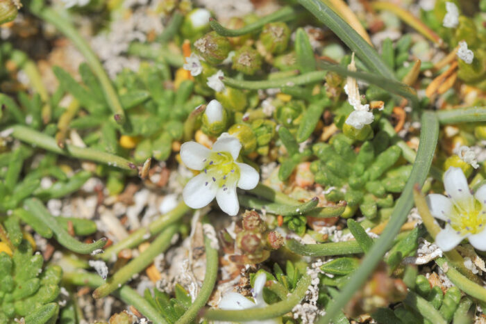 Arenaria rivularis