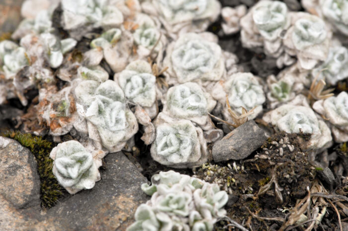 Altiplano plant (Mniodes)