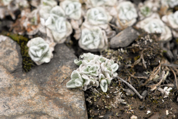 Altiplano plant (Mniodes)