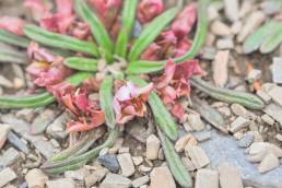 Calandrinia acaulis