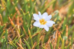 Gentiana sedifolia