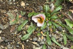 Calandrinia acaulis