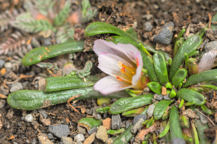 Calandrinia acaulis